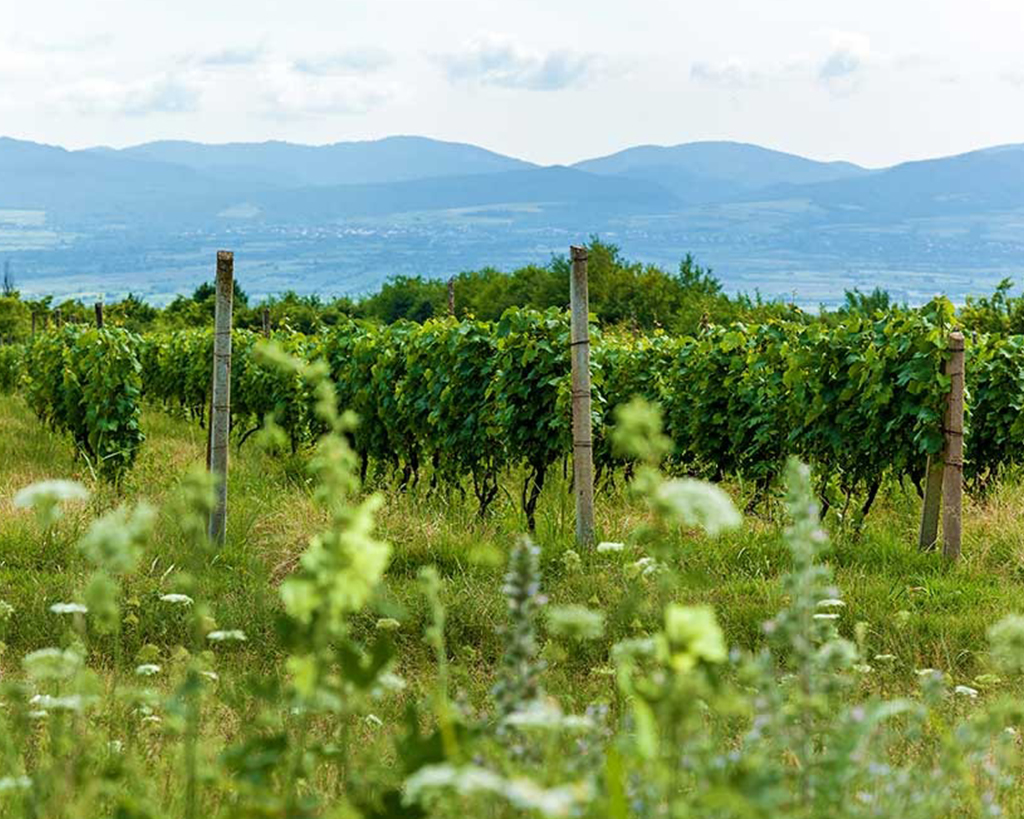 Private Tour to Kakheti Wine Region